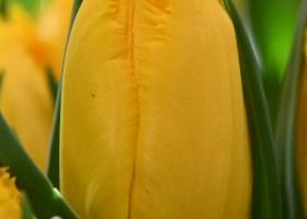 Tulipa Yellow Fabio (3)
