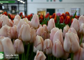 Tulipa Zantubeau (2)