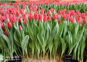 Tulipa Antarctica Fire (1)
