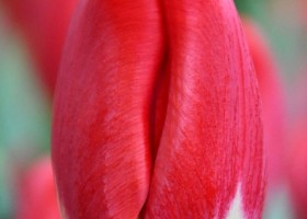 Tulipa Antarctica Fire (3)