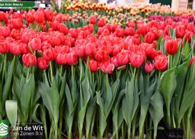 Tulipa Asian Beauty (1)
