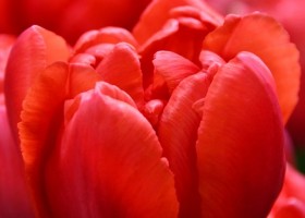 Tulipa Asian Beauty (3)