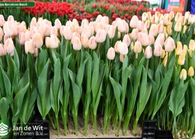 Tulipa Barcelona Beach (1)