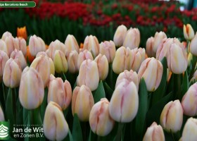 Tulipa Barcelona Beach (2)