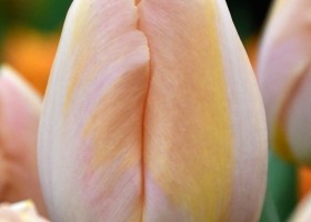 Tulipa Barcelona Beach (3)