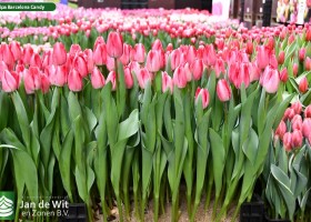 Tulipa Barcelona Candy (1)