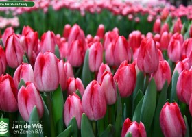 Tulipa Barcelona Candy (2)