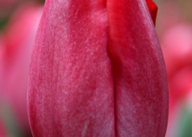 Tulipa Barcelona Candy (3)
