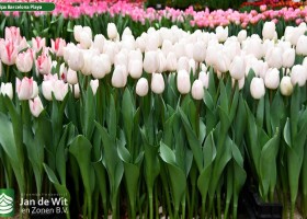 Tulipa Barcelona Playa (1)