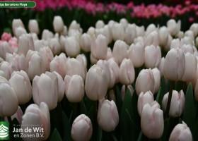 Tulipa Barcelona Playa (2)