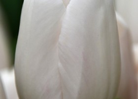 Tulipa Barcelona Playa (3)