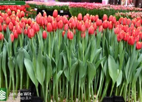 Tulipa Countdown (1)