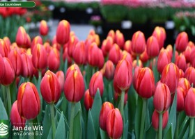 Tulipa Countdown (2)