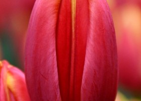 Tulipa Countdown (3)