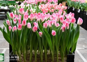 Tulipa Delta Chic (1)