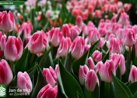 Tulipa Delta Chic (2)