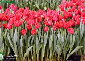 Tulipa Double Twist (1)