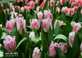Tulipa Drakensteyn (2)