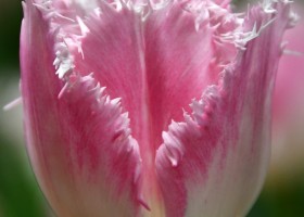 Tulipa Drakensteyn (3)