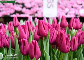 Tulip Trade Event 2024 new assortment