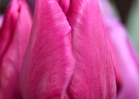 Tulipa Embrace (3)