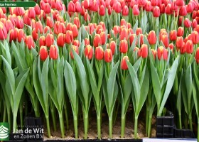 Tulipa Fearless (1)