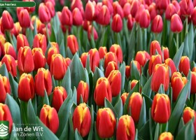 Tulipa Fearless (2)