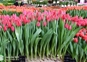 Tulipa First Date (1)