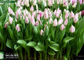 Tulipa Flaming Prince (1)
