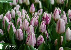 Tulipa Flaming Prince (2)