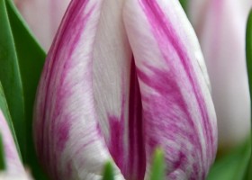 Tulipa Flaming Prince (3)