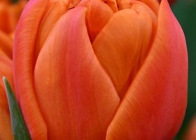 Tulipa Gaston (3)
