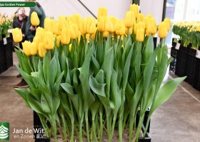 Tulipa Golden Power (1)