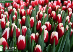 Tulipa Hema (2)