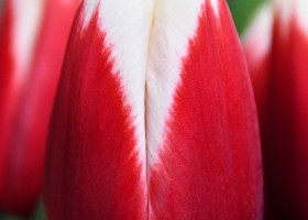 Tulipa Hema (3)