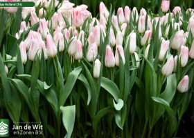 Tulipa Holland Chic (1)