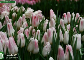 Tulipa Holland Chic (2)