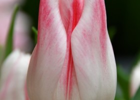 Tulipa Holland Chic (3)
