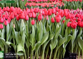Tulipa Invader (1)