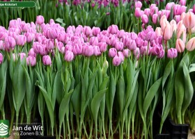 Tulipa Kickstart (1)