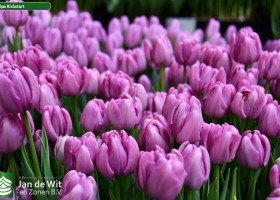 Tulipa Kickstart (2)