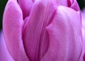 Tulipa Kickstart (3)