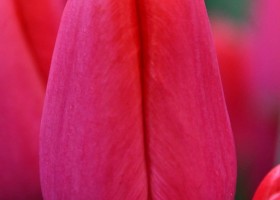 Tulipa Lipstick (3)