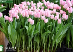 Tulipa Mariage (1)