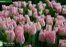 Tulipa Mariage (2)
