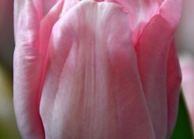 Tulipa Mariage (3)