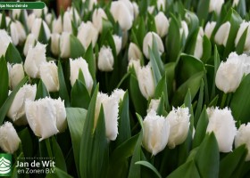 Tulipa Noordeinde (2)