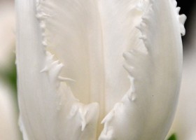 Tulipa Noordeinde (3)