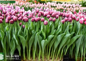 Tulipa Ocean Drive (1)