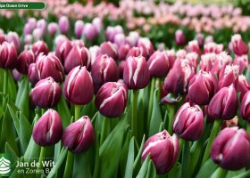 Tulipa Ocean Drive (2)